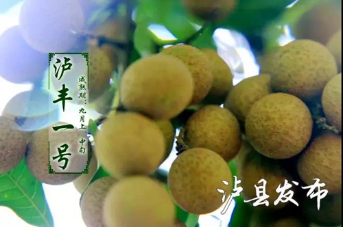 泸县龙眼成“网红”了&nbsp;快来这里购买尝鲜！(图13)