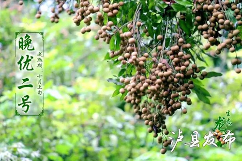 泸县龙眼成“网红”了&nbsp;快来这里购买尝鲜！(图15)