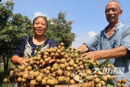 龙马潭桂圆产业迎来大丰收&nbsp;拉动乡村经济发展(图1)