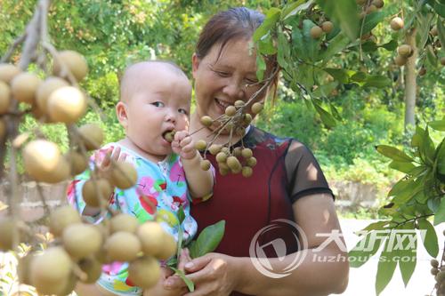 龙马潭桂圆产业迎来大丰收&nbsp;拉动乡村经济发展(图2)