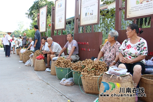 绿海潮河·龙眼飘香 泸县潮河举行第七届龙眼节(图5) 绿海潮河·龙眼飘香 泸县潮河举行第七届龙眼节(图5)