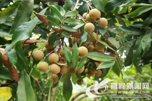 又到龙眼成熟时&nbsp;宜宾屏山书楼万亩桂圆等你摘(图1)