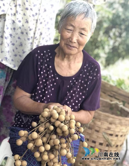 泸州10万斤桂圆滞销 商会零利润爱心助农(图4) 泸州10万斤桂圆滞销 商会零利润爱心助农(图4)