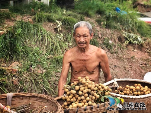 泸州10万斤桂圆滞销 商会零利润爱心助农(图7) 泸州10万斤桂圆滞销 商会零利润爱心助农(图7)