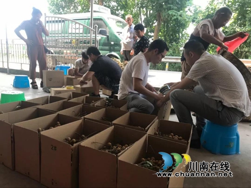 泸州10万斤桂圆滞销 商会零利润爱心助农(图10) 泸州10万斤桂圆滞销 商会零利润爱心助农(图10)