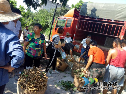 龙马潭区特兴街道桐兴村桂圆喜获大丰收(图2)