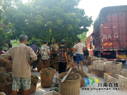 龙马潭区特兴街道桐兴村桂圆喜获大丰收(图1)