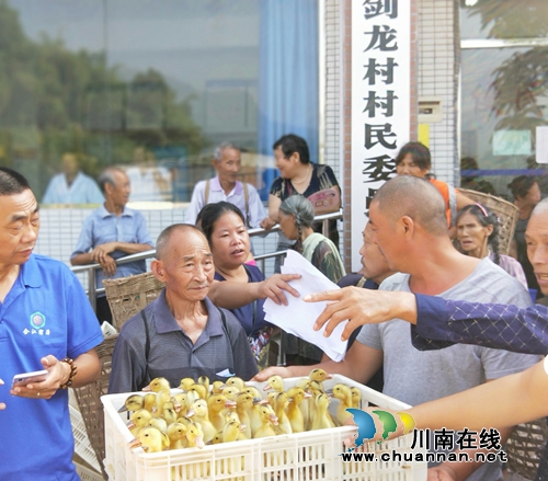 合江县甘雨镇免费为贫困户发放扶贫鸭苗(图1) 合江县甘雨镇免费为贫困户发放扶贫鸭苗(图1)