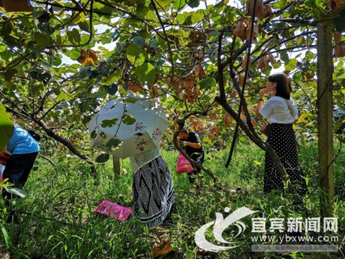 猕猴桃有价无市望促销&nbsp;宜宾爱心企业助力销售(图1)