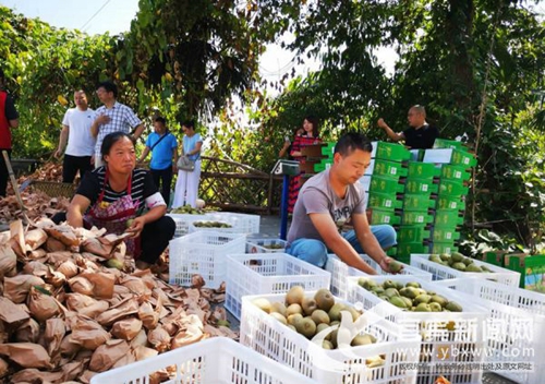 猕猴桃有价无市望促销&nbsp;宜宾爱心企业助力销售(图2)