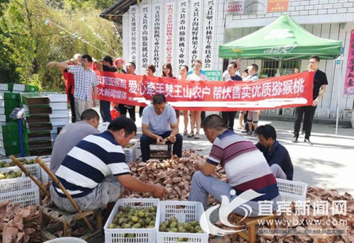 猕猴桃有价无市望促销&nbsp;宜宾爱心企业助力销售(图3)