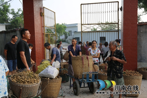 泸县海潮镇多措并举破解桂圆销路(图2)