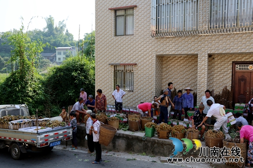 泸县海潮镇多措并举破解桂圆销路(图1)