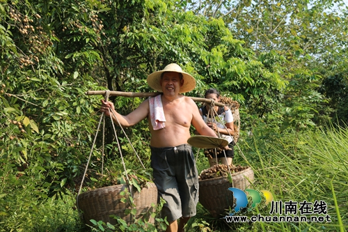 泸县海潮镇多措并举破解桂圆销路(图5)