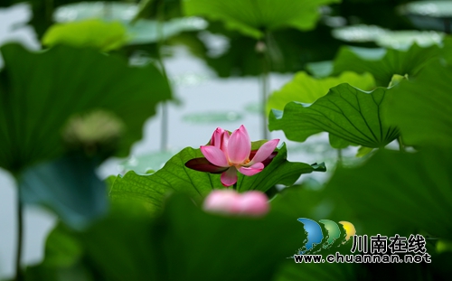 江阳区开丰村：400亩荷塘风光美如画(图3)