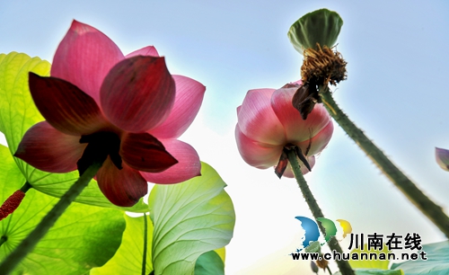 江阳区开丰村：400亩荷塘风光美如画(图2)