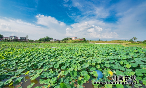 江阳区开丰村：400亩荷塘风光美如画(图9)