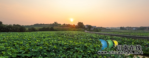 江阳区开丰村：400亩荷塘风光美如画(图8)