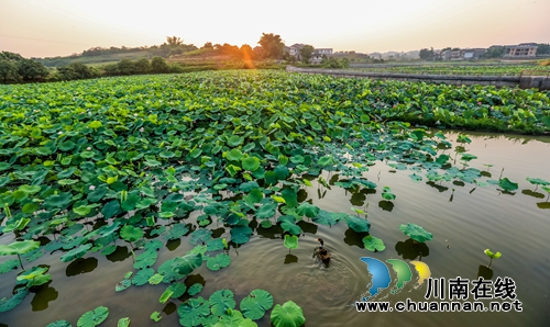 江阳区开丰村：400亩荷塘风光美如画(图7)