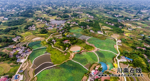 江阳区开丰村：400亩荷塘风光美如画(图13)