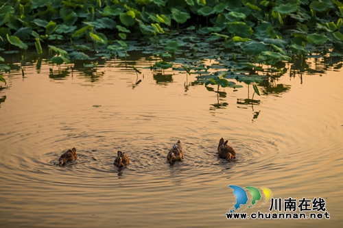 江阳区开丰村：400亩荷塘风光美如画(图4)