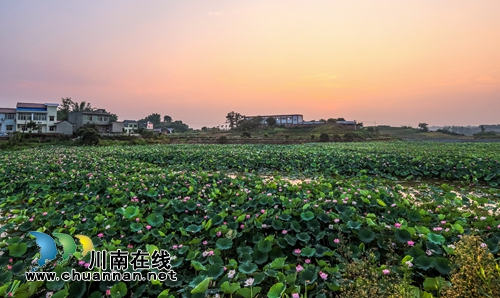 江阳区开丰村：400亩荷塘风光美如画(图6)