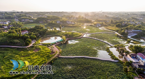 江阳区开丰村：400亩荷塘风光美如画(图14)