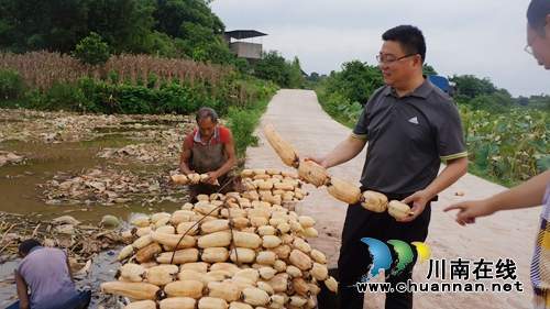 泸县立石：水鸭池村莲飘香&nbsp;莲下藕娃长势壮(图1)