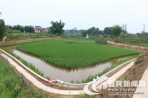 宜宾翠屏区李端镇将打造川南稻渔共生特色小镇(图1)