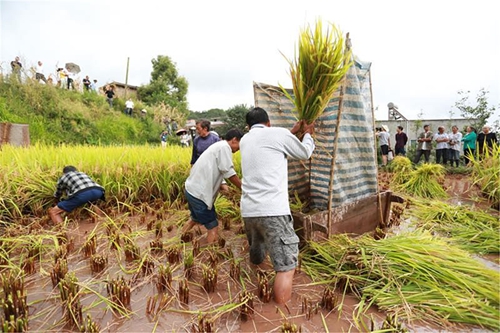 古蔺首届“中国农民丰收节”推荐特色农特产品(图1)