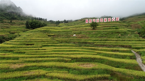 古蔺首届“中国农民丰收节”推荐特色农特产品(图3)