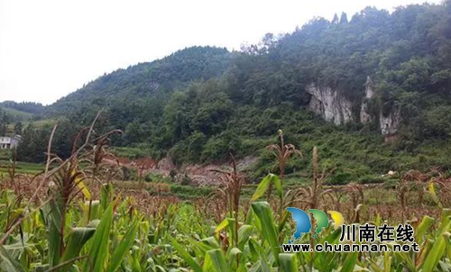 古蔺县护家镇桂香村阳明凹开发合作协议签订(图19)