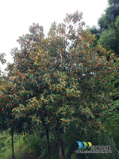纳溪龙车镇：“丹桂花”开花&nbsp;无处不闻桂花香(图2)