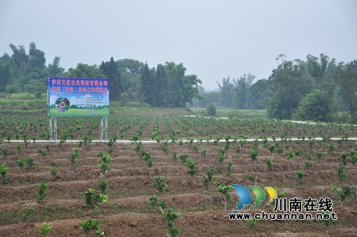 泸县王湾村：“三无村”变身产值千万产业村(图1)