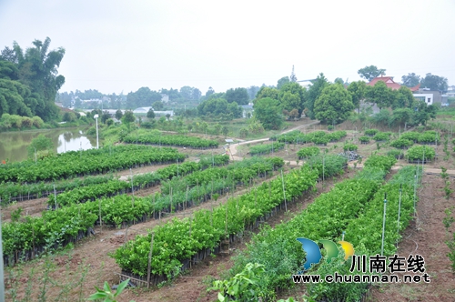 泸县王湾村：“三无村”变身产值千万产业村(图2)