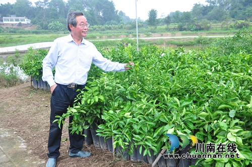泸县王湾村：“三无村”变身产值千万产业村(图3)