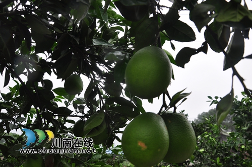 泸县王湾村：“三无村”变身产值千万产业村(图4)