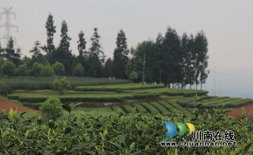 徐潋:简评官国柱作品《那溪那山那茶》承载的文化价值(图3) 徐潋:简评官国柱作品《那溪那山那茶》承载的文化价值(图3)