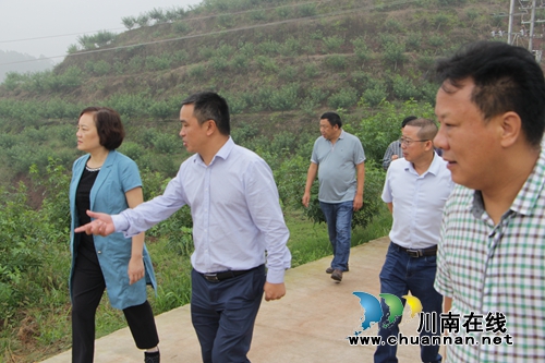 合江参宝镇：“小花椒”助力“扶贫大产业”(图4)