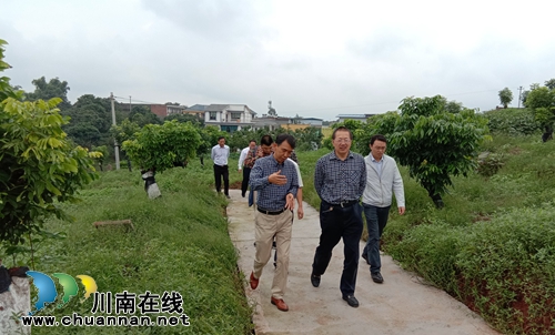 省农业厅到泸县潮河镇调研龙眼产业发展情况(图1)
