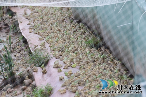 龙马潭区：集体养殖黑斑蛙，致富增收新途径(图2)