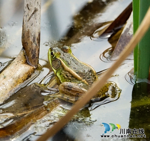 龙马潭区：集体养殖黑斑蛙，致富增收新途径(图3)
