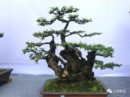 寻梦四川盆景&nbsp;相约醉美泸州(图7)