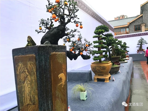 寻梦四川盆景&nbsp;相约醉美泸州(图4)