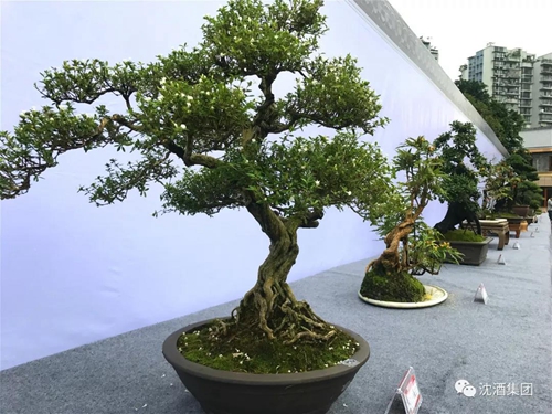 寻梦四川盆景&nbsp;相约醉美泸州(图8)