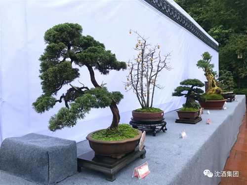 寻梦四川盆景&nbsp;相约醉美泸州(图6)