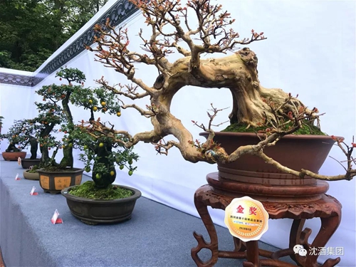 寻梦四川盆景&nbsp;相约醉美泸州(图11)