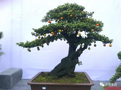 寻梦四川盆景&nbsp;相约醉美泸州(图9)