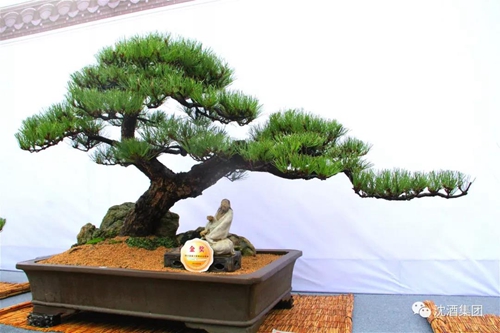 寻梦四川盆景&nbsp;相约醉美泸州(图13)