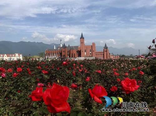 德阳绵竹：3000种、45万盆月季等你来赏！(图2)